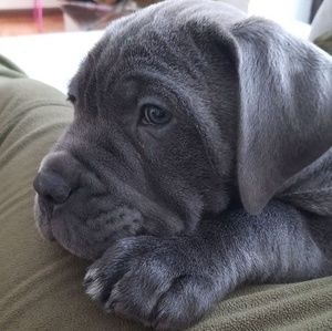 Meet your Posher, Corso